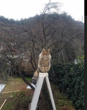 【泰蒂斯新高光】费城年轻明星持续刷新个人纪录，费城多大