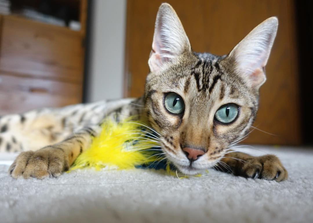 开云官网首页-北京冬奥遗产项目持续推进，冰雪运动普及提速，北京冬奥会冰雪项目